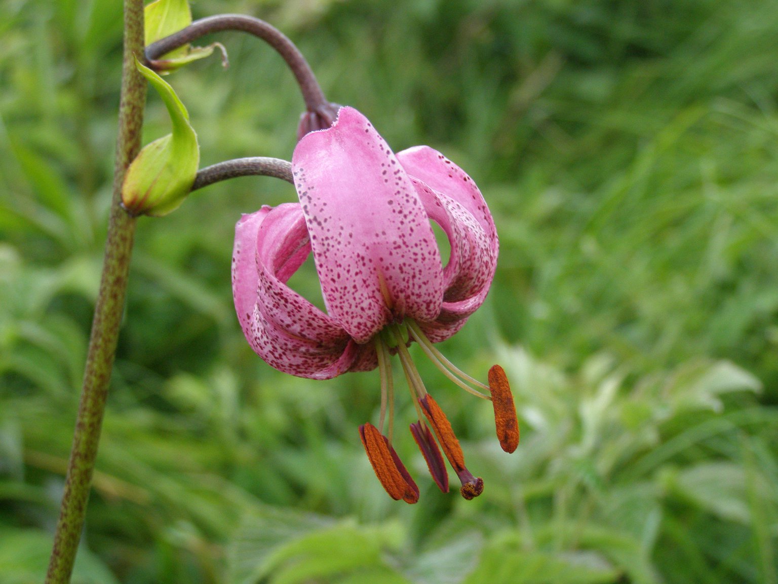 Lilium martagon